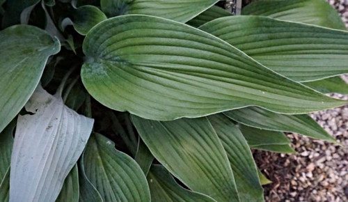 Hosta Talking Point 5.25" Pot Well Rooted Perennial Shade Plant