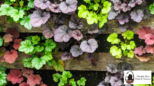 A Comprehensive Guide to Growing Coral Bells (Heuchera)