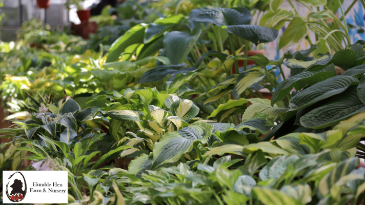 Best Companion Plants for Hostas: Create Beautiful, Balanced Shade Gardens