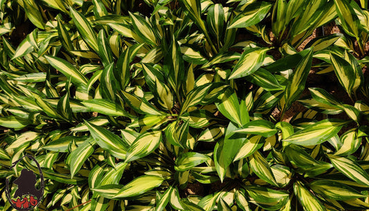 Companion Plants for Hostas: Creating Harmony in Your Garden