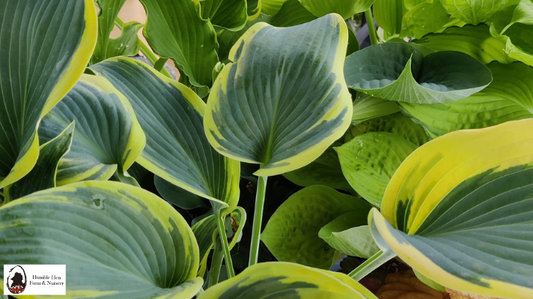 Dividing Hostas: A Comprehensive Guide for Optimal Growth and Garden Beauty