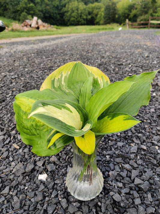 Elevating Elegance: Crafting Stunning Arrangements with Cut Hosta Leaves