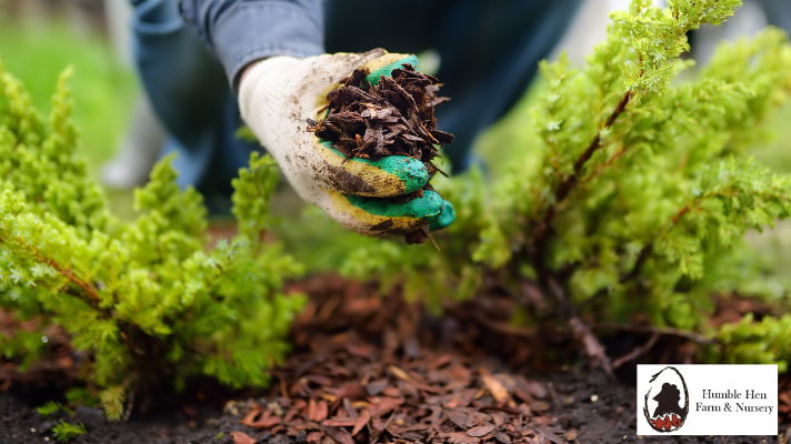 Fall Mulching Tips: Boost Your Garden’s Health and Beauty