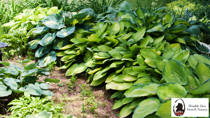 Hostas Throughout the Seasons: Year-Round Garden Interest
