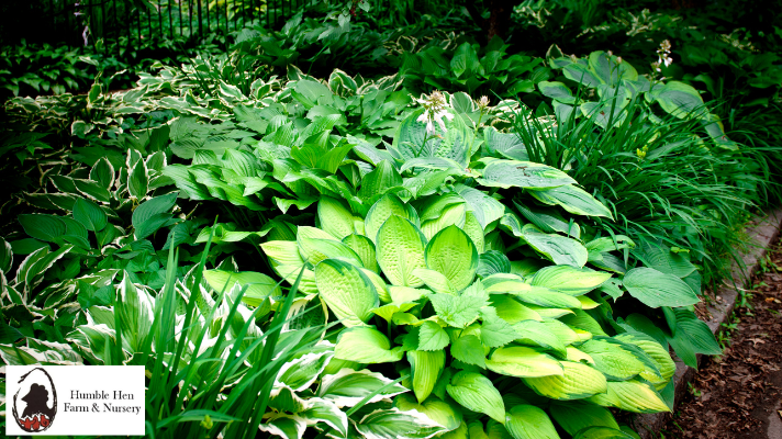 Hostas for Ground Cover: Filling Large Spaces with Style