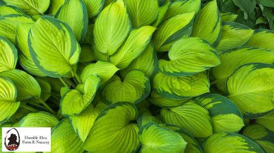 How to Create a Hosta-Themed Garden Bed: Design, Planting & Care Tips