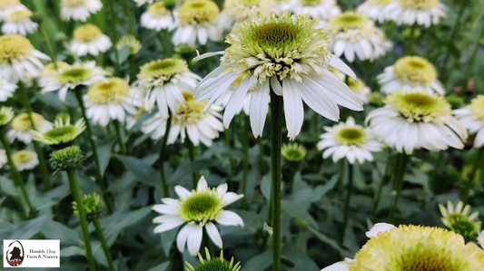 How to Grow Echinacea: A Comprehensive Guide for Beginners