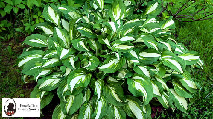 How to Prepare Your Hostas for Winter: Essential Tips from Humble Hen Farm
