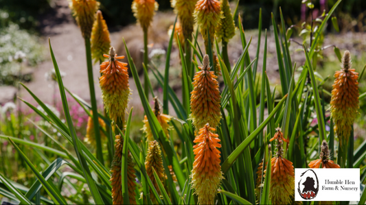 Kniphofia Growing Guide: How to Cultivate and Care for the Red-Hot Poker Plant