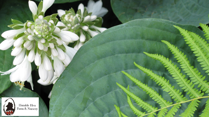 Mixing Hostas with Ferns and Shade Perennials: Design Tips for Lush, Low-Light Gardens