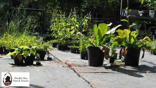 Nurturing Your Potted Beauties: A Comprehensive Guide to Overwintering Container Plants