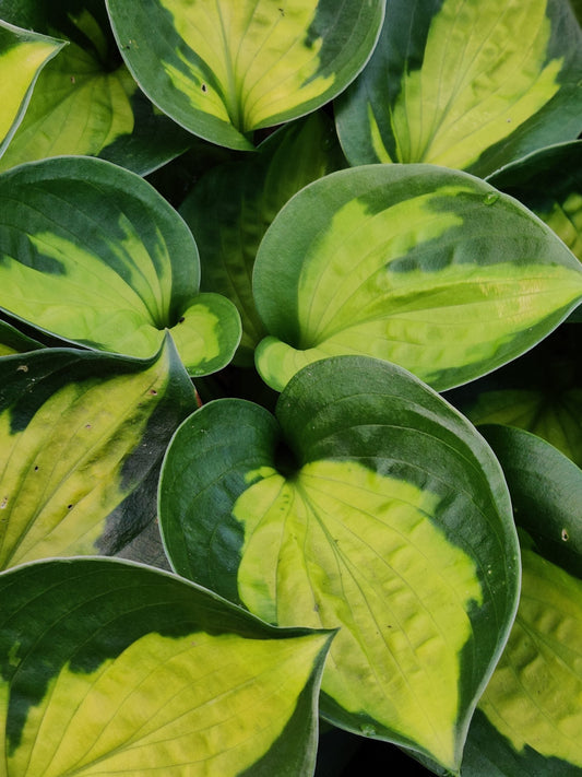 Protecting Your Plants: Deer Deterrence Techniques for Hostas