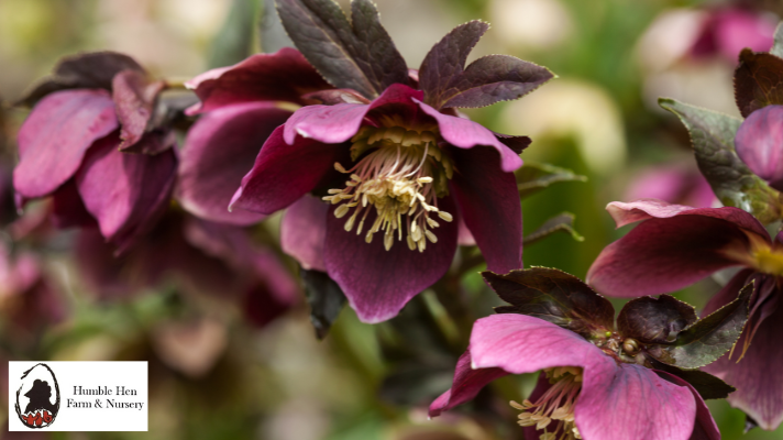 Why Add Hellebore to Your Perennial Garden