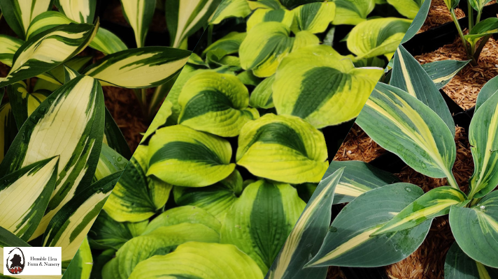 The Ultimate Guide to Hosta Plants: Care and Maintenance Tips for Beautiful Gardens