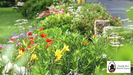 Tips for Planting Perennials in Fall: Maximizing Your Garden’s Potential