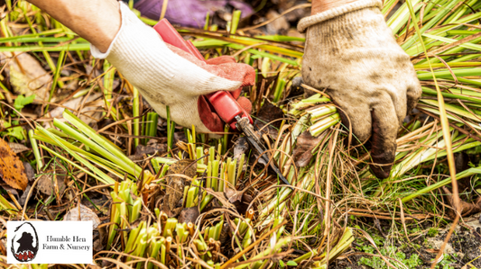 When to Cut Back Perennials: A Guide to Proper Pruning for a Beautiful Garden