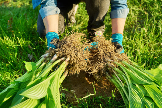 How to Divide and Transplant Hostas Successfully: Step-by-Step Guide