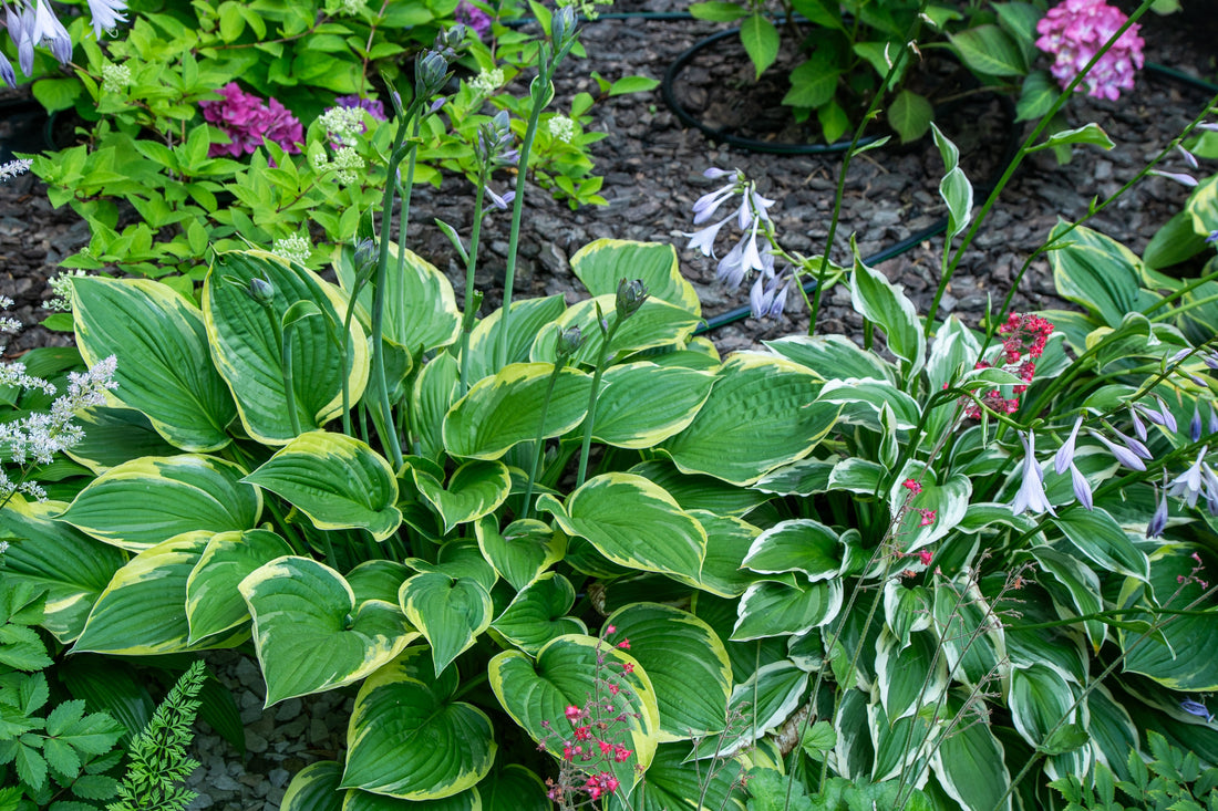 How to Fertilize Hostas for Maximum Growth: A Complete Guide