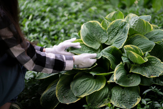 Solving Common Hosta Problems: Yellow Leaves, Browning, and More