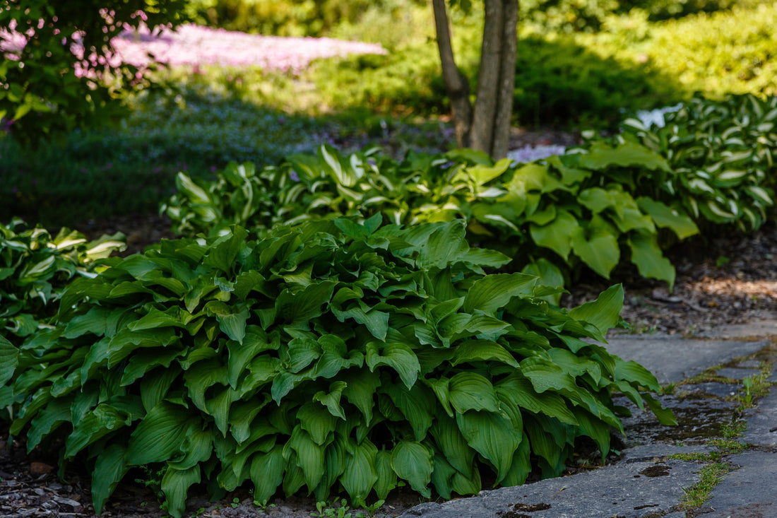 The Best Hostas for Shade Gardens: Top Varieties & Planting Tips