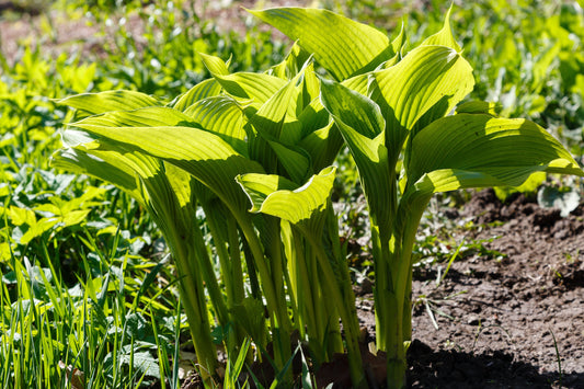 Hostas for Sun: Which Varieties Can Handle More Light?