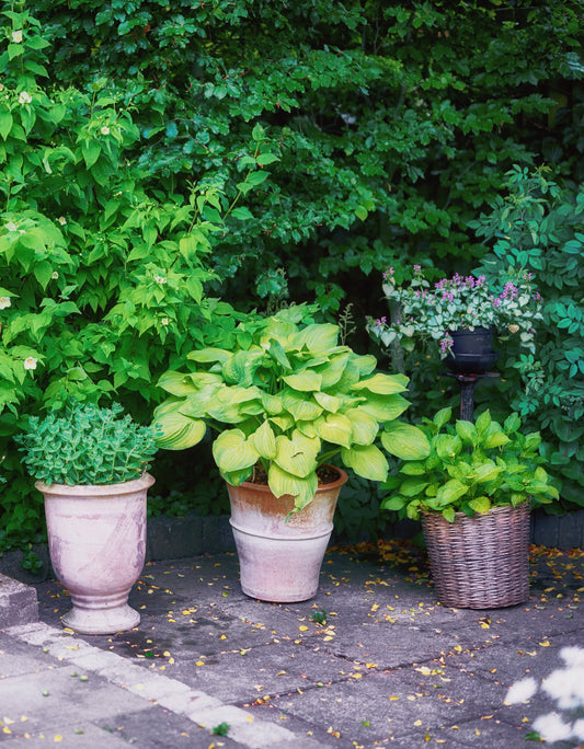 Hostas in Containers: Tips for Patio and Small Space Gardens