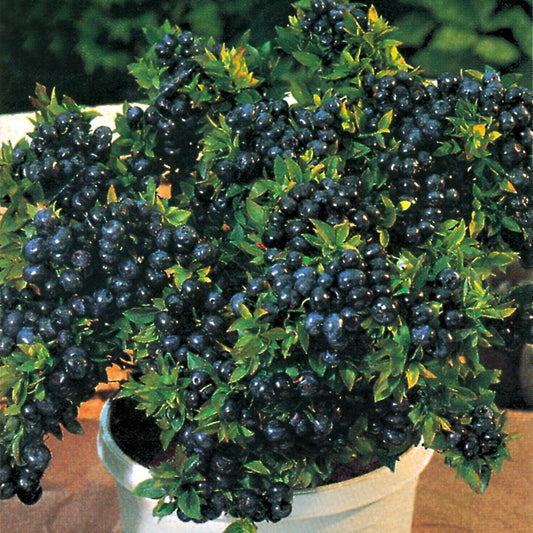 Top Hat Blueberry Edible Fast Growing Fruit 5.25" Pot Perennial Dwarf Bush