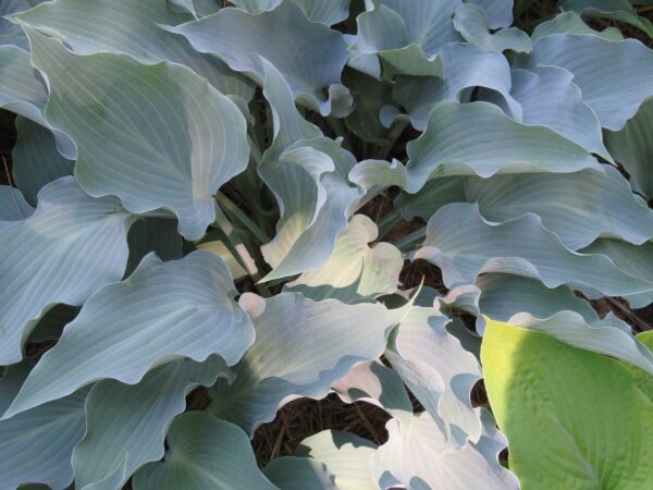Hosta Frill Ride 5.25" Pot Well Rooted Perennial Shade Plant