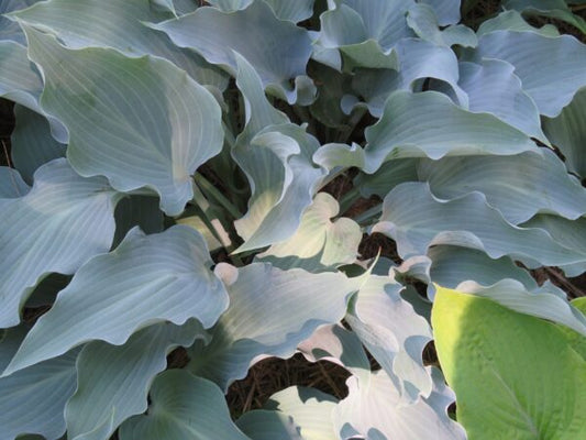 Hosta Frill Ride 5.25" Pot Well Rooted Perennial Shade Plant