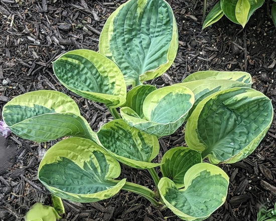 Hosta Hummingbird's Nest 5.25" Pot Well Rooted Perennial Shade Plant