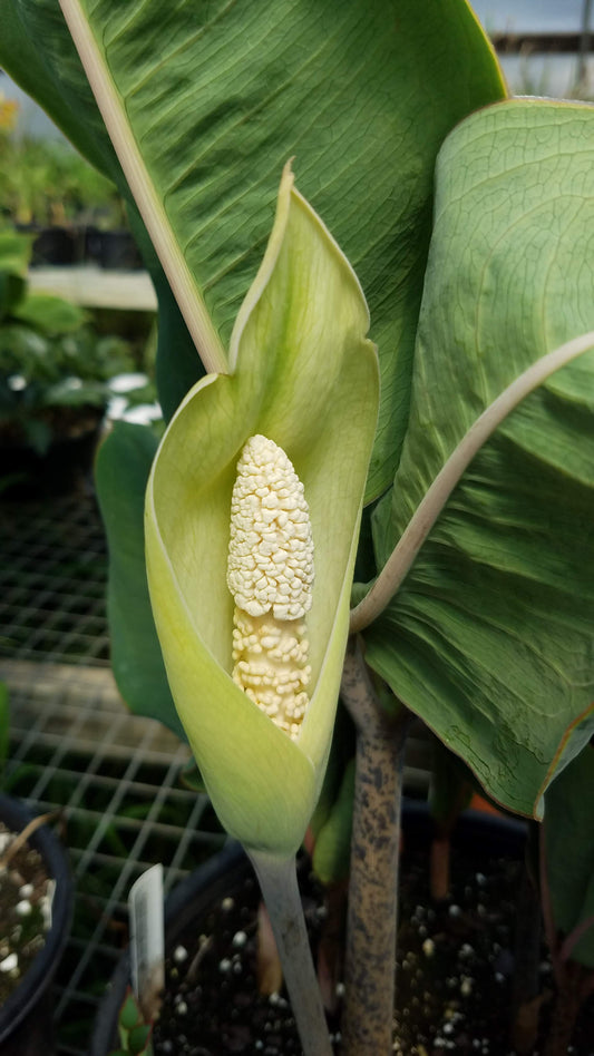 Amorphophallus macrophyllus 'Bluto' Tropical Tuberous Aroid
