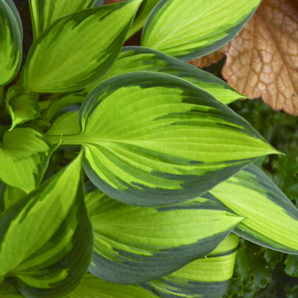 Hosta June Spirit 5.25" Pot Well Rooted Perennial Shade Plant