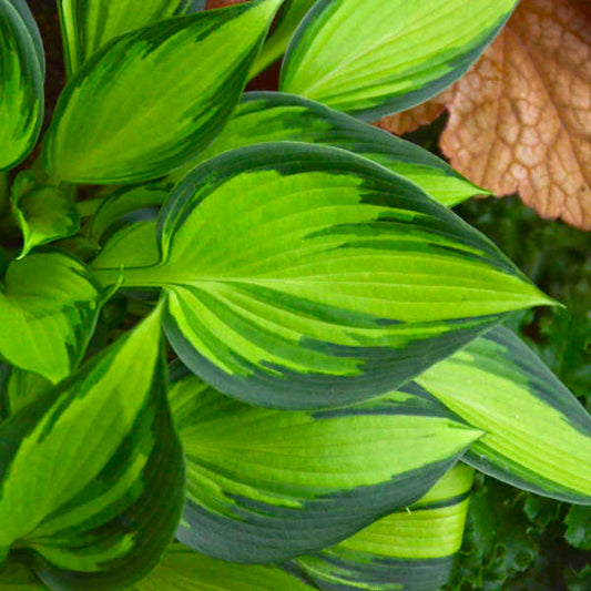 Hosta June Spirit 5.25" Pot Well Rooted Perennial Shade Plant