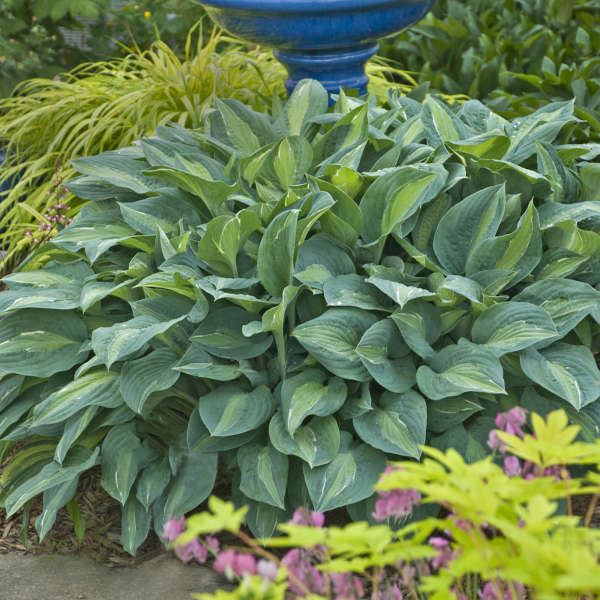 Hosta Kiwi Full Monty 5.25" Pot Well Rooted Perennial Shade Plant