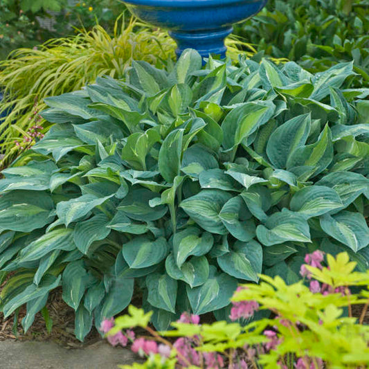 Hosta Kiwi Full Monty 5.25" Pot Well Rooted Perennial Shade Plant