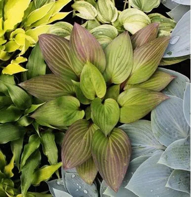 Hosta First Blush 5.25" Pot Well Rooted Perennial Shade Plant