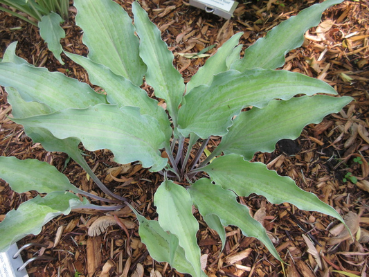 Hosta Captain Cam 5.25" Pot Well Rooted Perennial Shade Plant