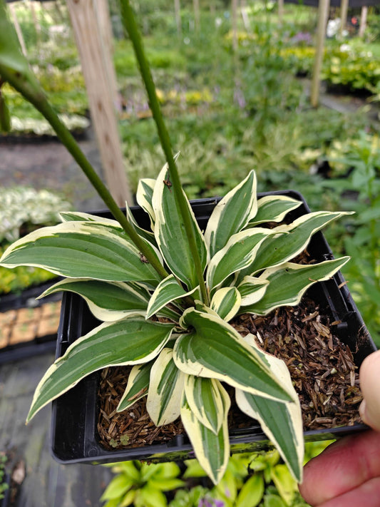 Hosta Cosmic Dew 5.25" Pot Well Rooted Perennial Shade Plant