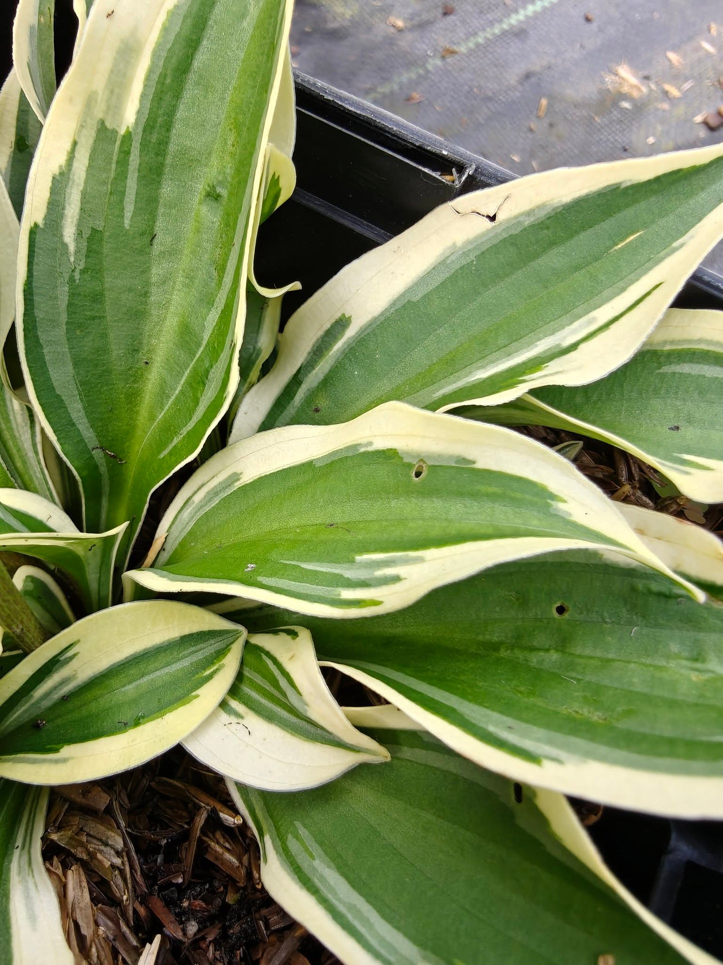 Hosta Cosmic Dew 5.25" Pot Well Rooted Perennial Shade Plant