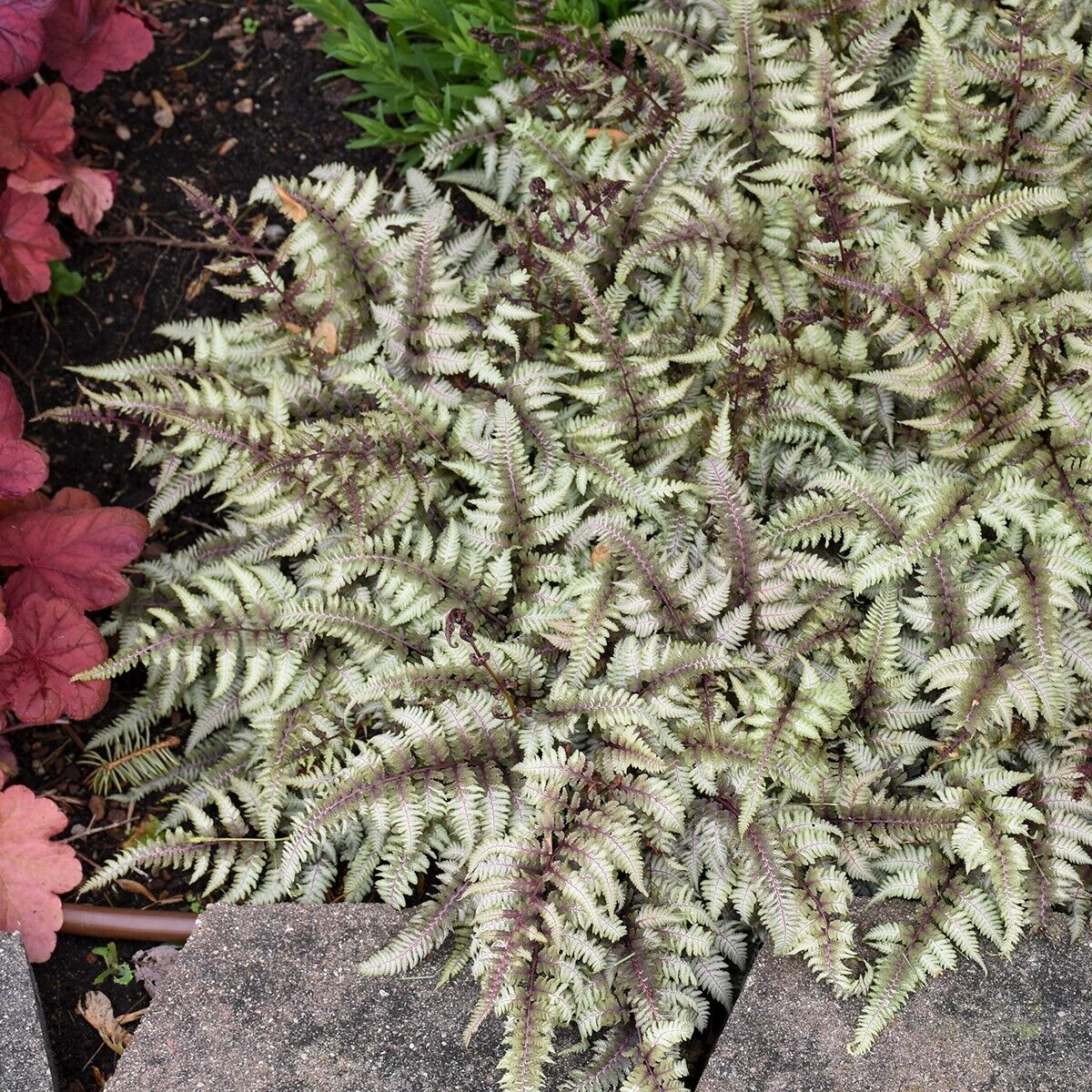 Athyrium niponicum 'Pictum' Japanese Painted Fern Well Rooted Plant 5.25" Pot