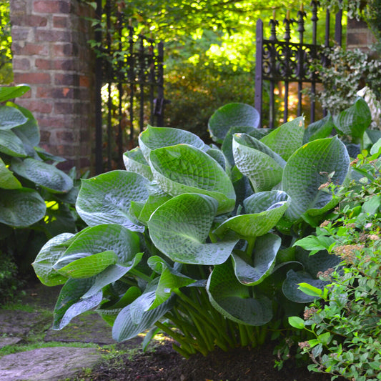 Hosta Abiqua Drinking Gourd 5.25" Pot Well Rooted Perennial Shade Cupped