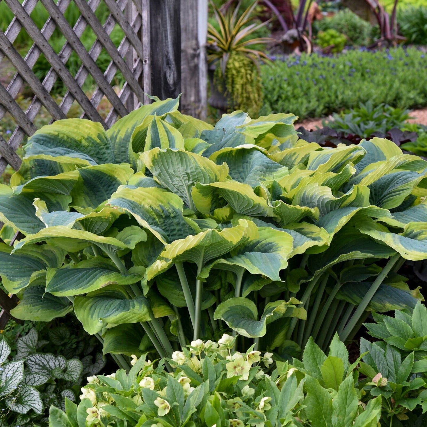 Hosta Seducer 5.25" Pot Well Rooted Perennial Shade Plant Proven Winners