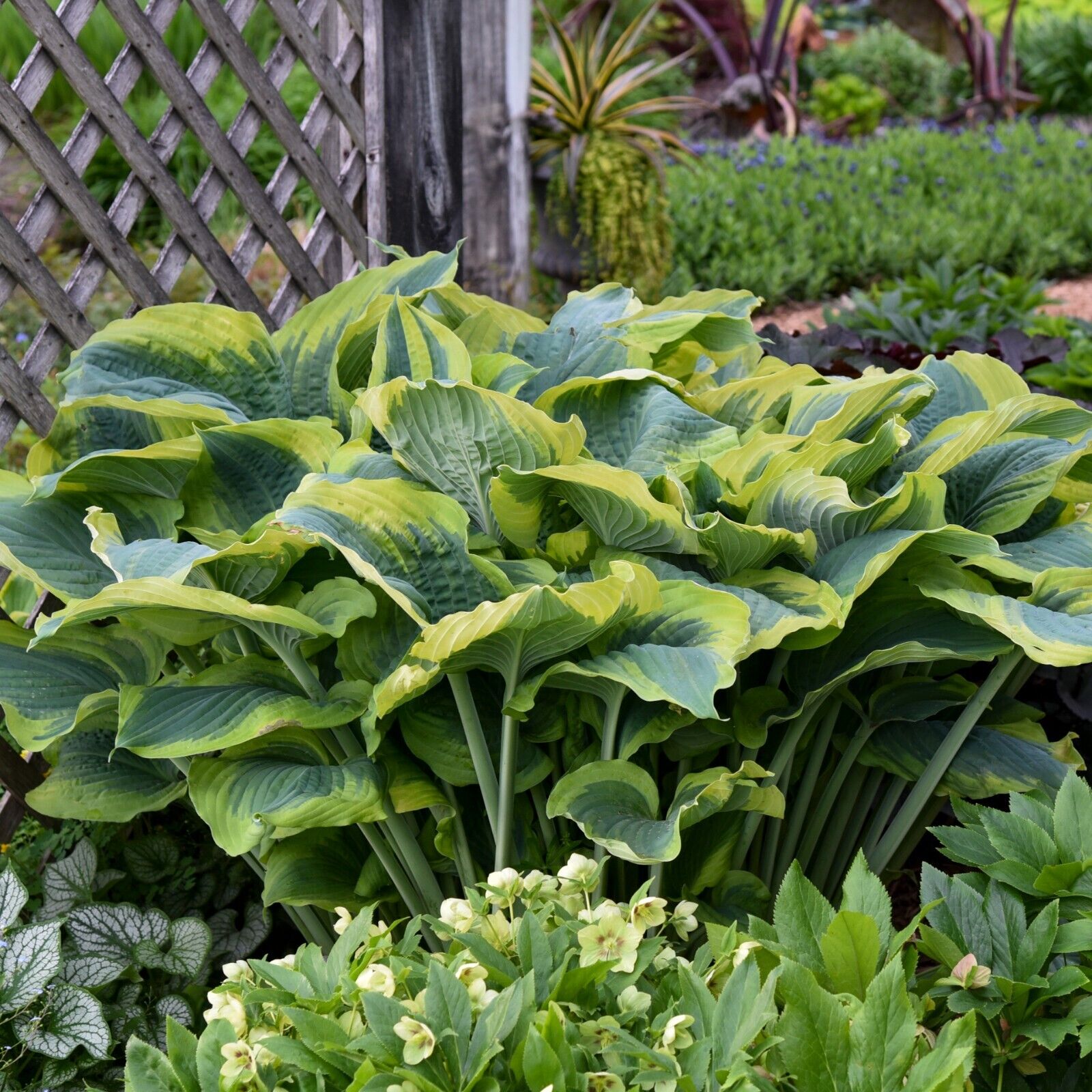 Hosta Seducer 5.25" Pot Well Rooted Perennial Shade Plant Proven Winners