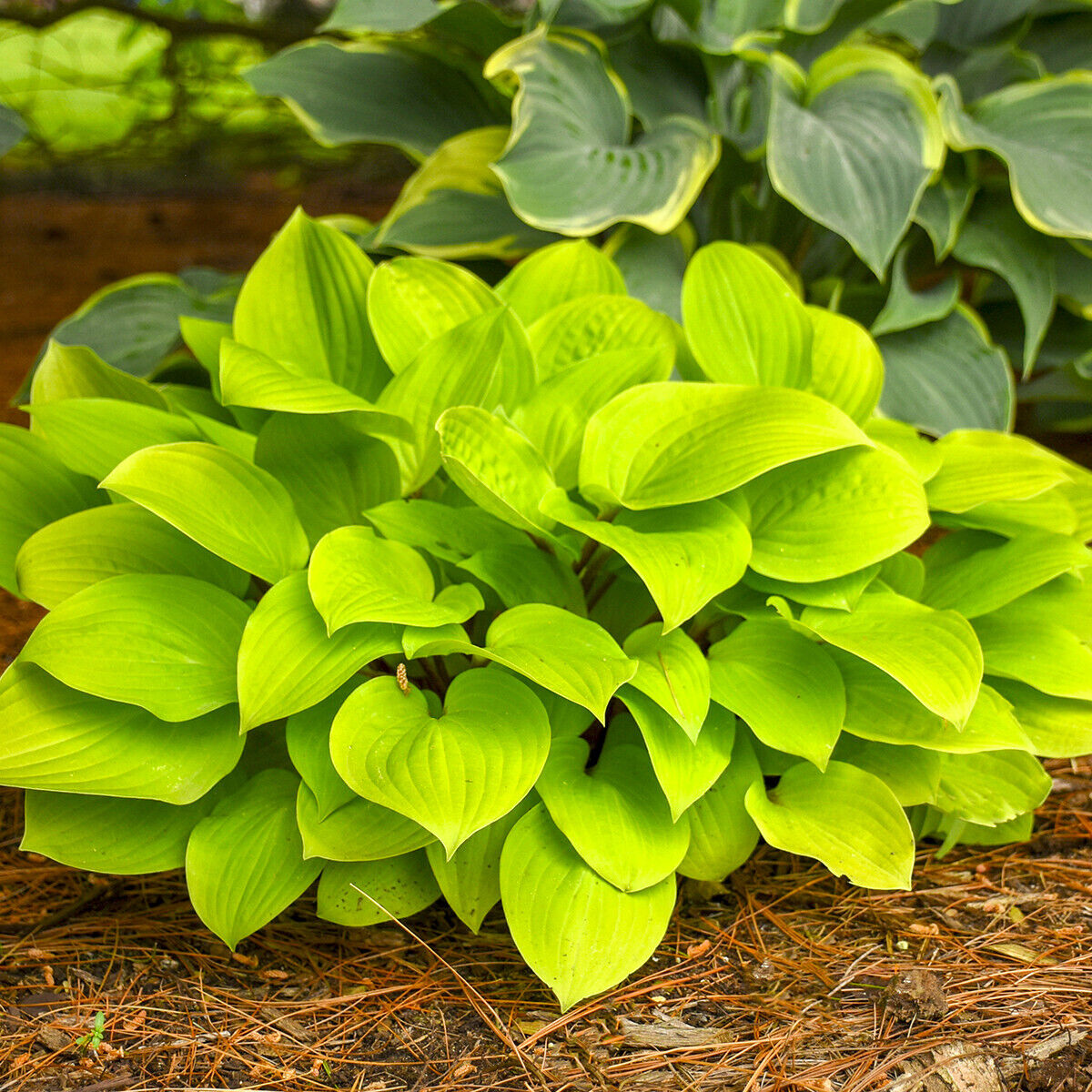 Hosta Fire Island 5.25" Pot Well Rooted Perennial Shade RED Petioles Stems