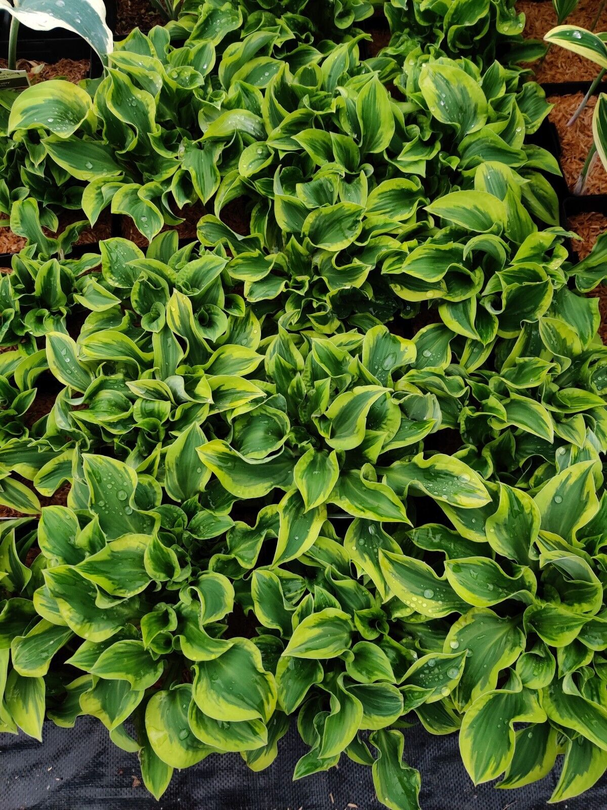 Hosta Wrinkle in Time Well Rooted 5.25" Pot Perennial Shade Hardy Plant