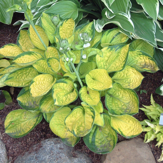 Hosta Rainforest Sunrise Well Rooted 5.25" Pot Perennial Shade Plant