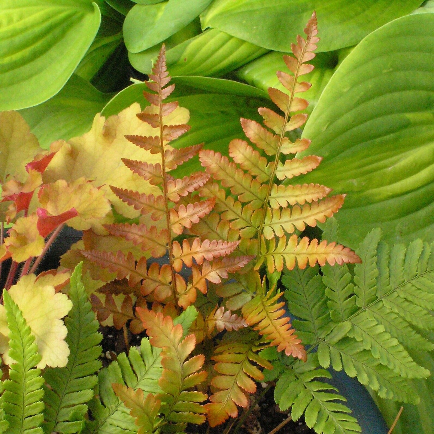 Dryopteris erythrosora 'Brilliance' Autumn Fern Well Rooted Plant 5.25" Pot