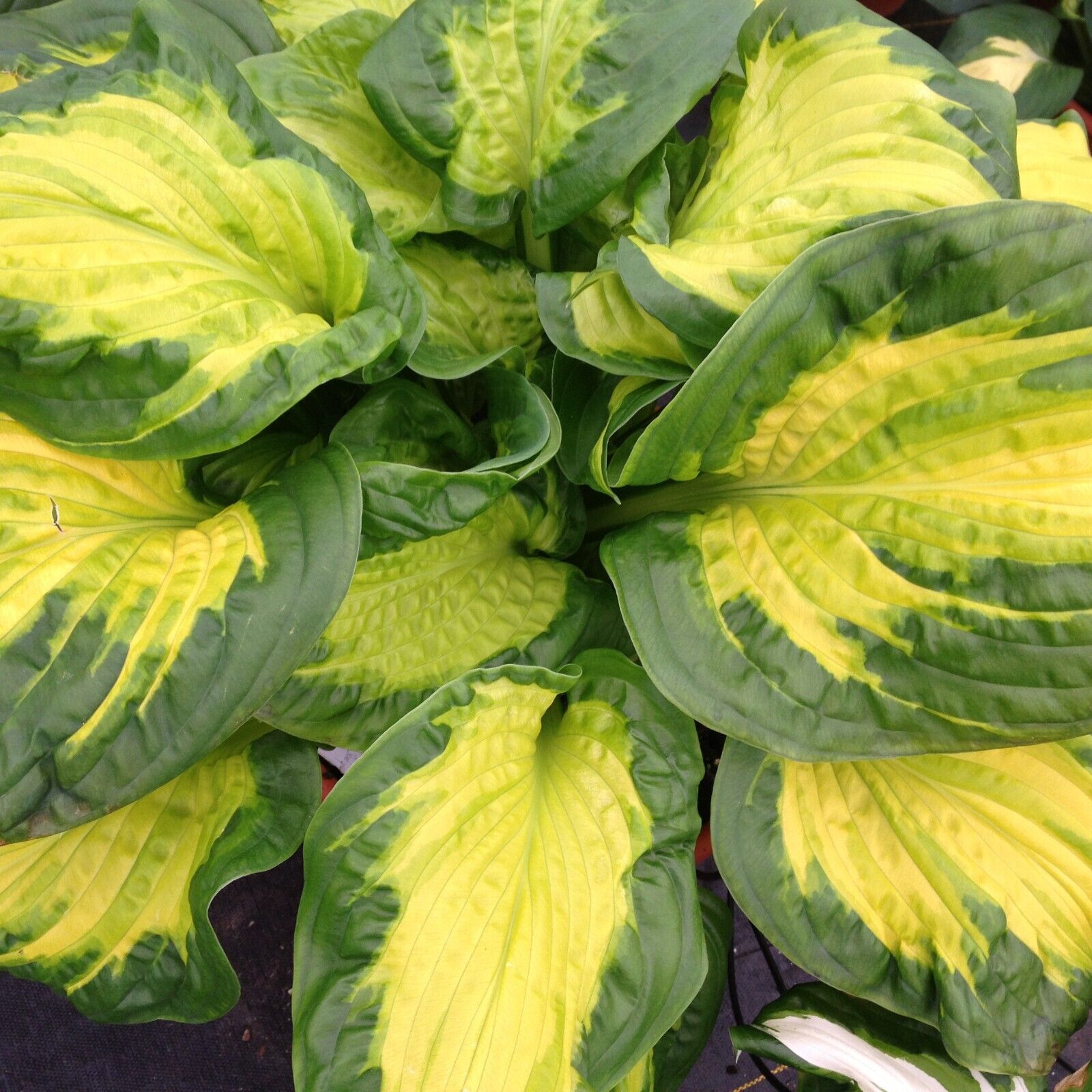 Hosta Etched Glass Well Rooted 5.25" Pot Perennial Proven Winners