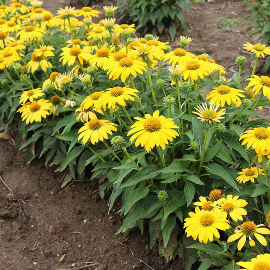 Echinacea Sombrero Lemon Yellow Improved 5.25" Pot Perennial Coneflower