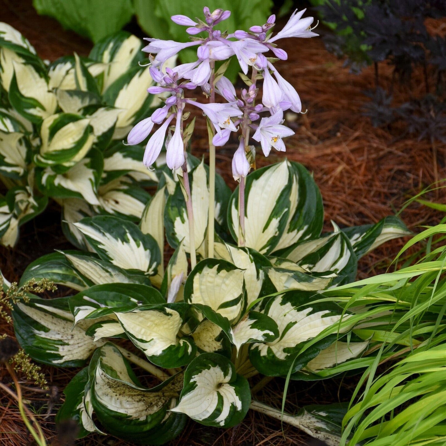 Hosta Fire and Ice 5.25" Pot Well Rooted Perennial Shade Plant Flowers
